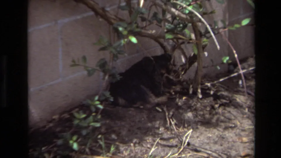 At the end of the clip, the gray cat is mostly under the shrubbery near the wall, framed by branches and yard debris.
