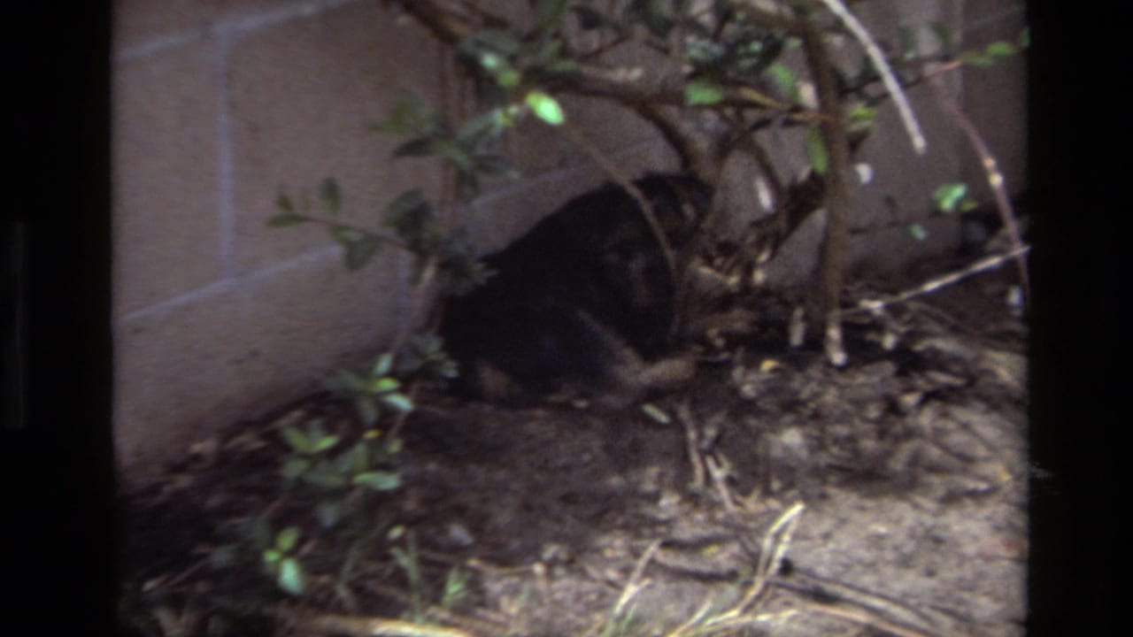 Small dark dog rests in a Laguna Beach backyard planting bed in 1979 home-movie footage.