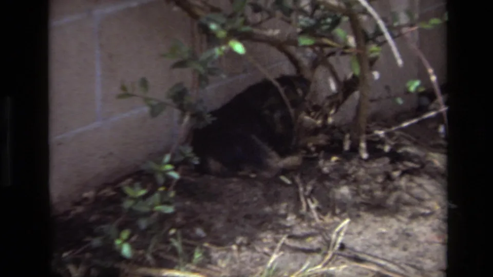 Small dark dog rests in a Laguna Beach backyard planting bed in 1979 home-movie footage.