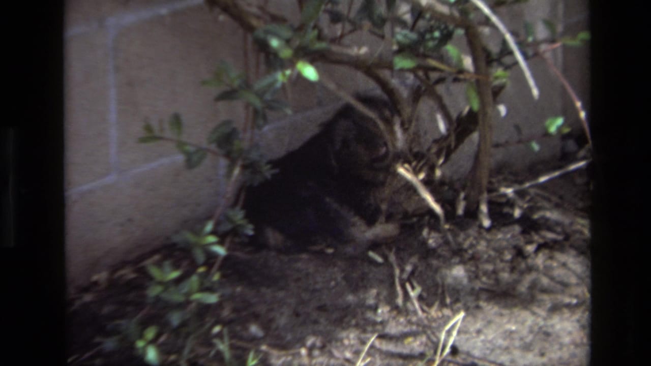 The dog remains partly obscured under shrubs near a wall in the 1979 Laguna Beach backyard scene.