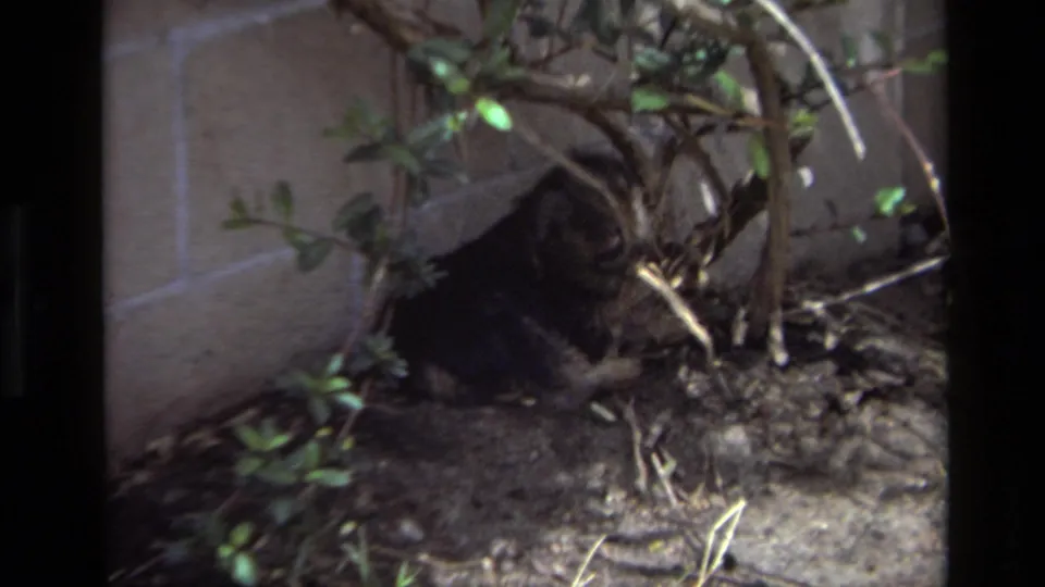 The dog remains partly obscured under shrubs near a wall in the 1979 Laguna Beach backyard scene.