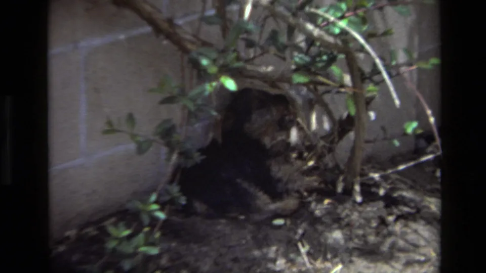 A small dark dog sits up among backyard shrubs in the Laguna Beach 1979 home-movie clip.