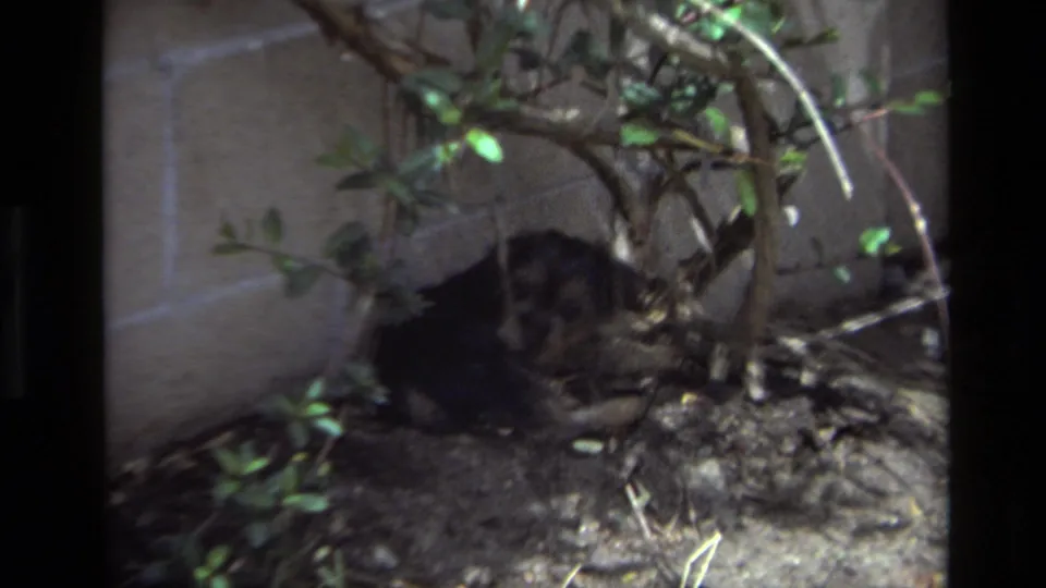 The small dog settles low again under branches in the 1979 Laguna Beach backyard footage.