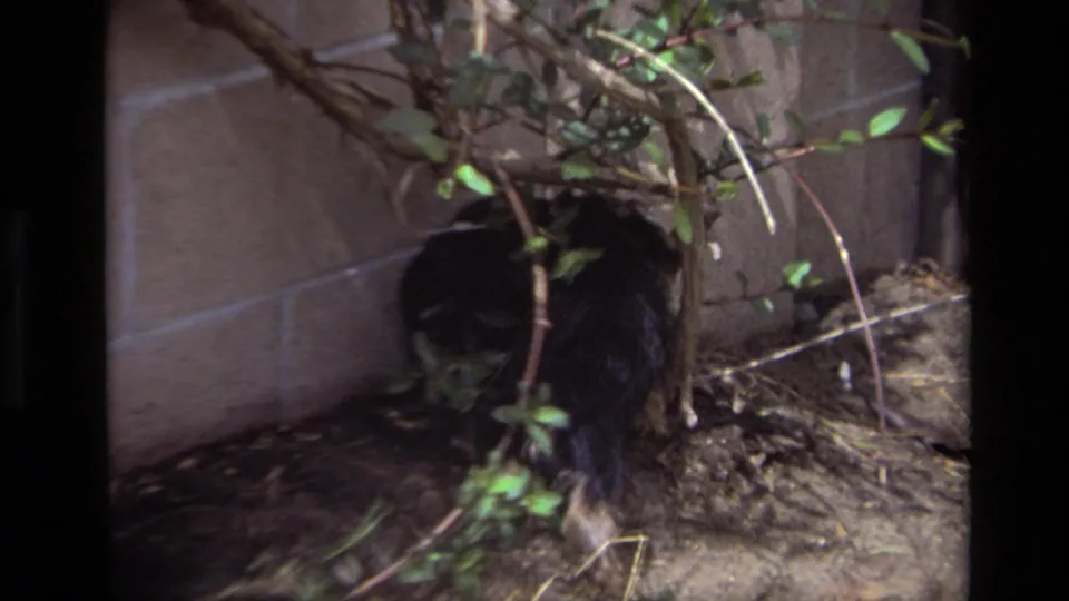 1979 Laguna Beach home-movie frame showing a dark-furred animal moving near a backyard wall, dry ground, and leafy shrub branches.