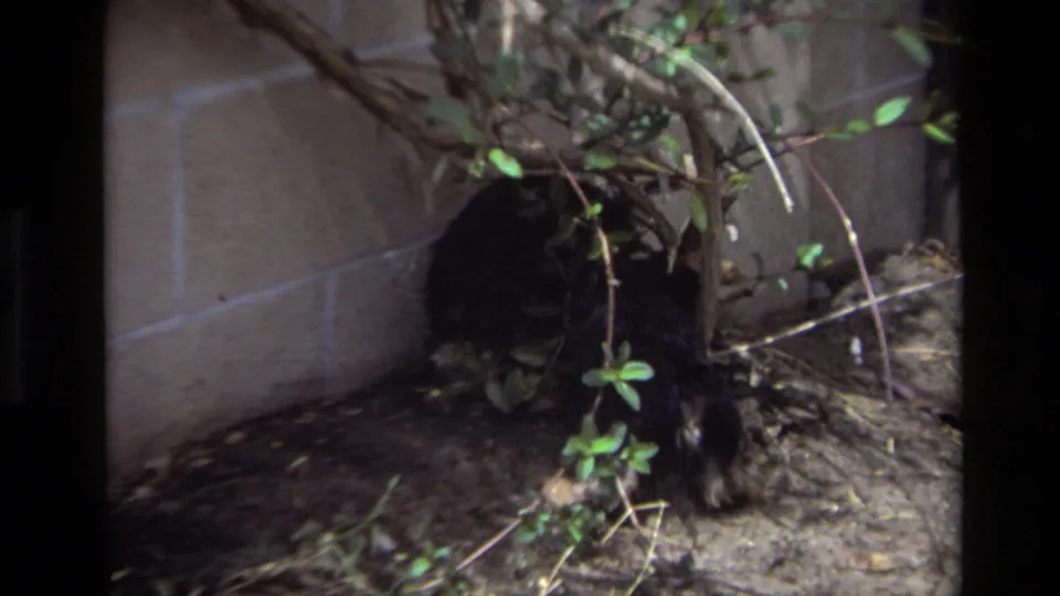 1979 Laguna Beach home-movie frame with a dark-furred animal partly obscured by shrubs beside a wall in a backyard corner.