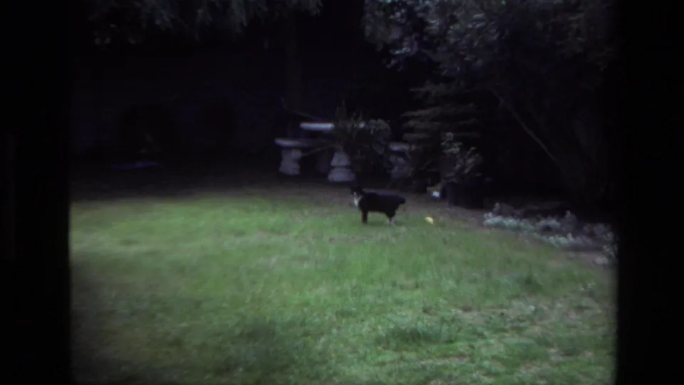 The black-and-white cat walks away across the lawn, with garden furniture and dense plants visible in the background.