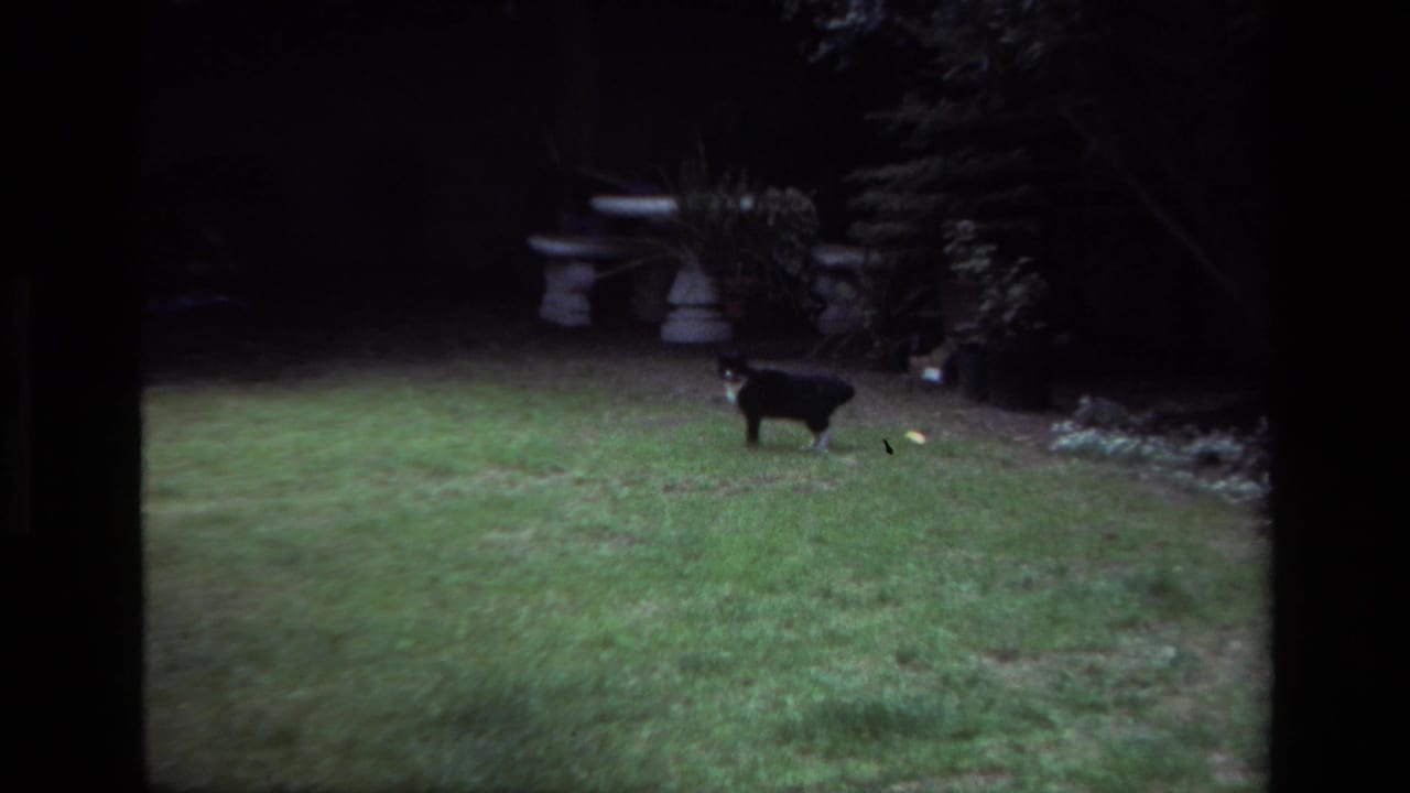 In 1979 Laguna Beach home-movie footage, a black-and-white cat stands on a lawn with potted plants and a stone bench in the background.