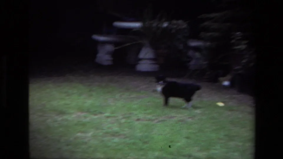 The cat crosses a Laguna Beach backyard lawn at dusk, with a stone bench and dark foliage visible behind it.