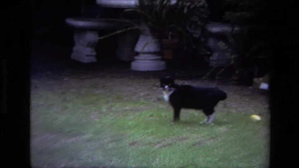 A black-and-white cat stands closer to the camera in the 1979 backyard scene, with a pale object on the grass nearby.
