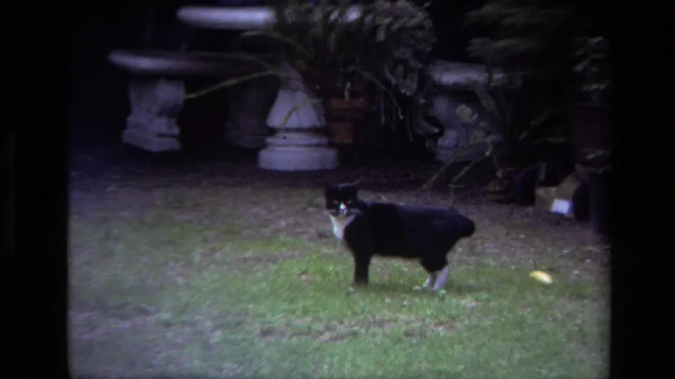 The cat looks toward the camera in a Laguna Beach backyard, framed by grass, potted plants, and a stone bench in soft 8mm focus.