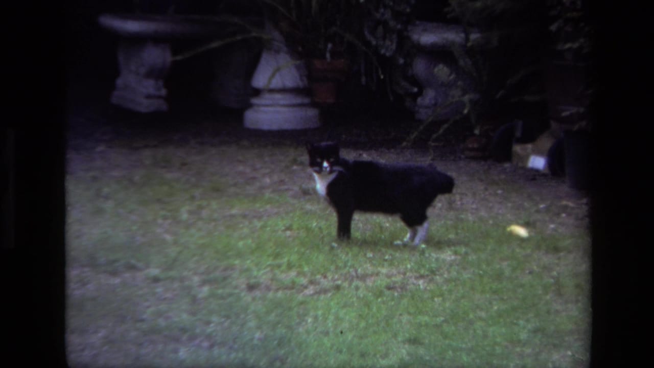 Black and white cat standing alert on a grassy backyard lawn near stone patio furniture.