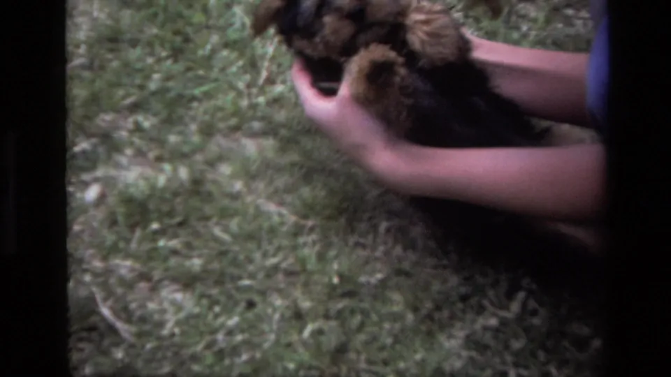 Close 8mm frame of a small terrier-type puppy being held gently over grass in the Laguna Beach backyard scene.