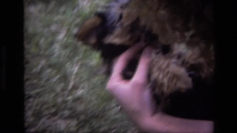 Soft, motion-blurred close-up of a person holding a small terrier-type puppy during the 1979 Laguna Beach home-movie pet scene.