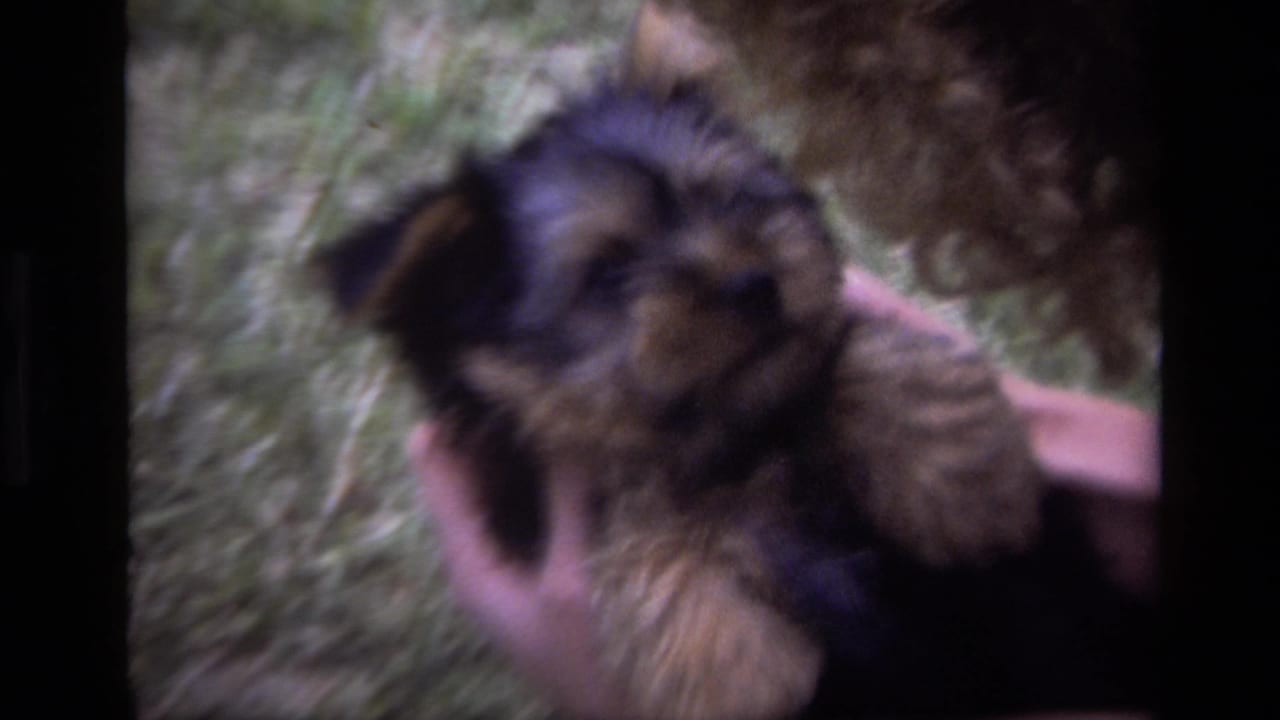 Small black-and-tan puppy held in human hands over a grassy yard.
