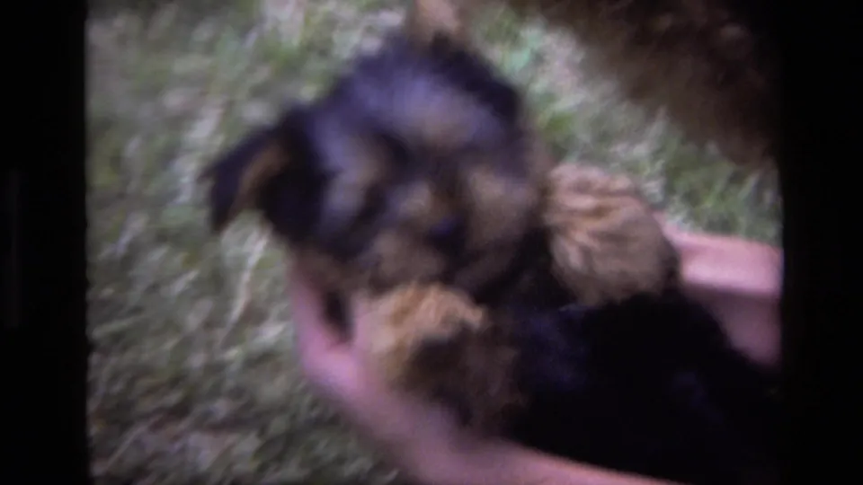 The held puppy turns sideways in soft 8mm focus, with grass filling the background in the Laguna Beach yard.