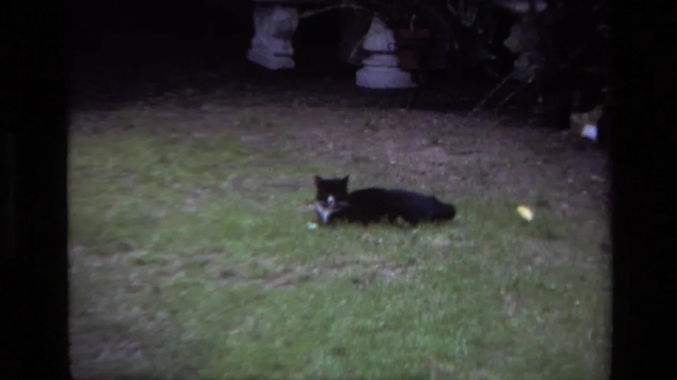 A black-and-white cat lies on the grass in a Laguna Beach backyard, with a stone birdbath and plants behind it.