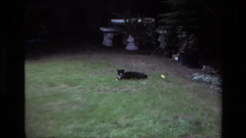 The cat remains stretched on the lawn in the 1979 backyard view, framed by grass, potted plants, and a birdbath.