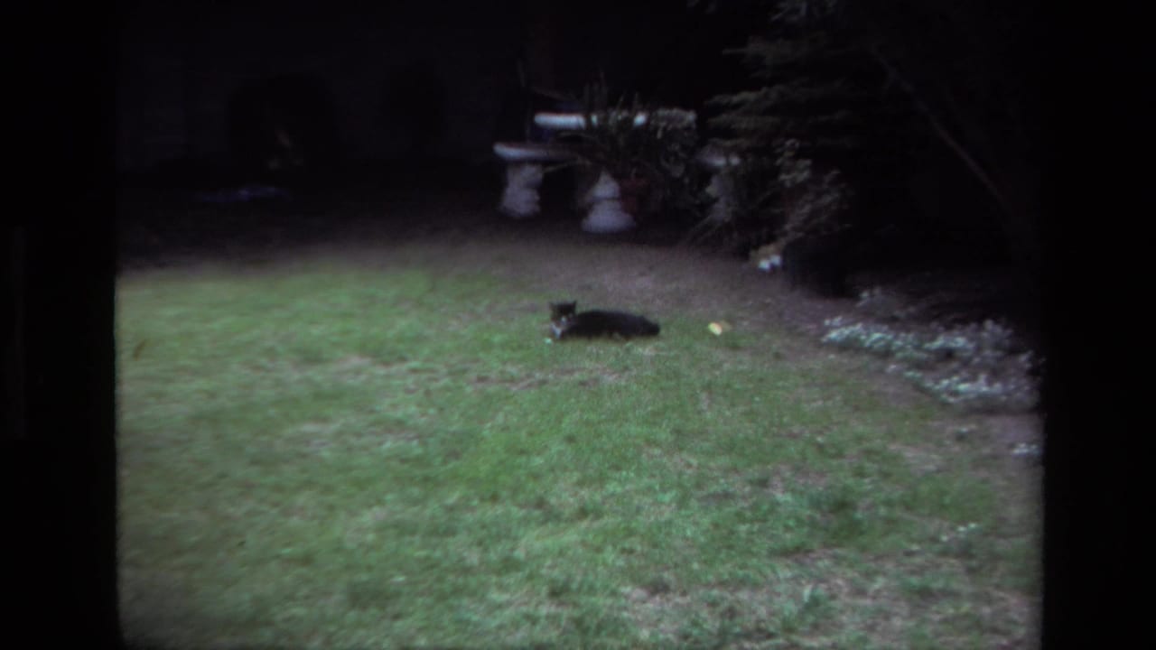 In 1979 Laguna Beach home-movie footage, a black and white cat lies on a backyard lawn with a birdbath and potted plants behind it.