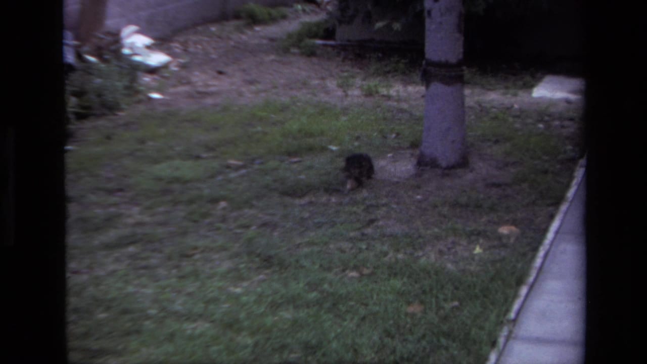 A small dark dog appears near a tree trunk on a Laguna Beach backyard lawn, with soil, grass, and a paved edge visible.