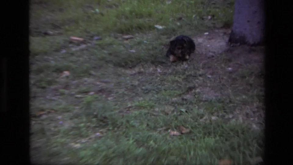 The small dark dog sniffs close to the ground near a tree trunk in the 1979 backyard scene, surrounded by grass and scattered leaves.