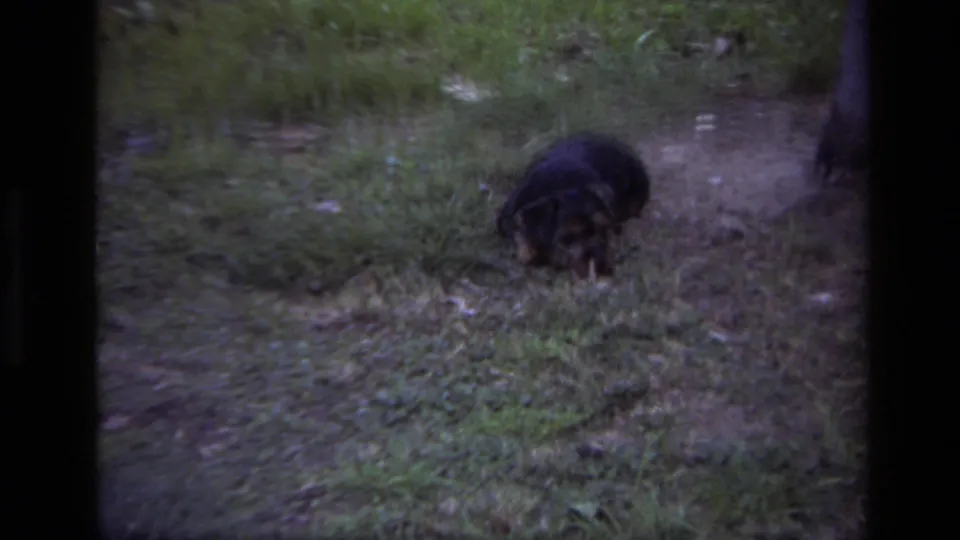 A closer 8mm frame shows the small dark dog sniffing in grass and soil, with soft focus and dim backyard light.