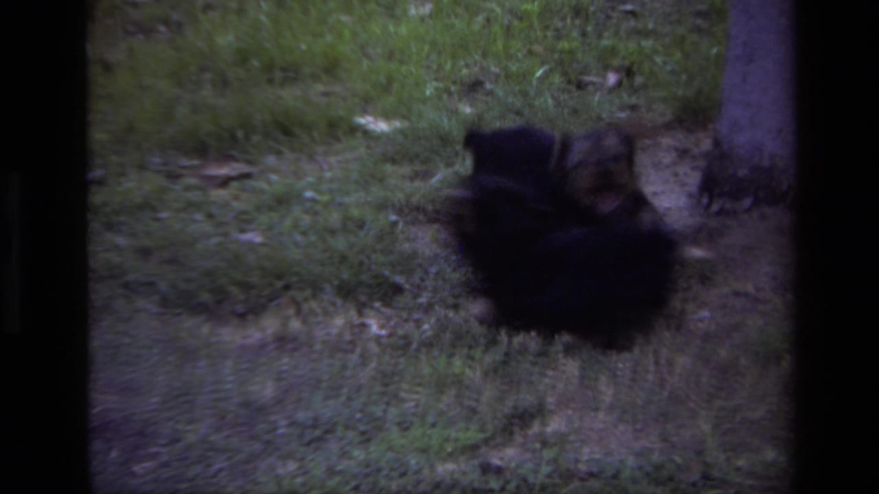 1979 Laguna Beach home-movie frame showing two small black-and-tan puppies tumbling together on a grassy patch near a tree.