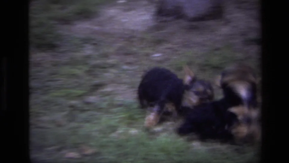 1979 Laguna Beach home-movie frame with two small puppies moving and wrestling on grass beside a worn path.