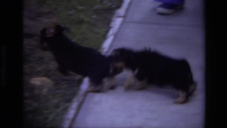 1979 Laguna Beach home-movie frame showing two black-and-tan puppies near a sidewalk edge and grassy strip.