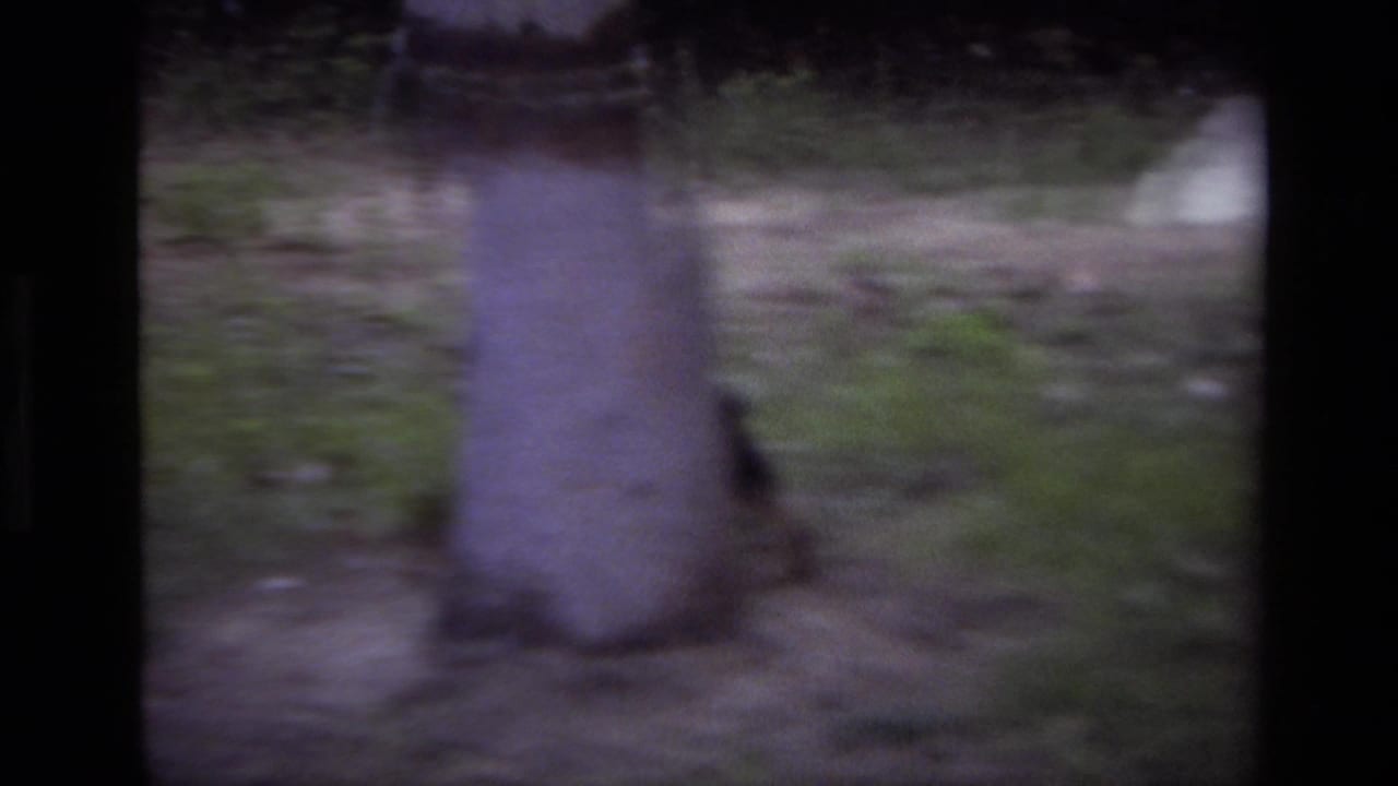 Small dark dog moving near a tree trunk in a blurry outdoor yard frame.