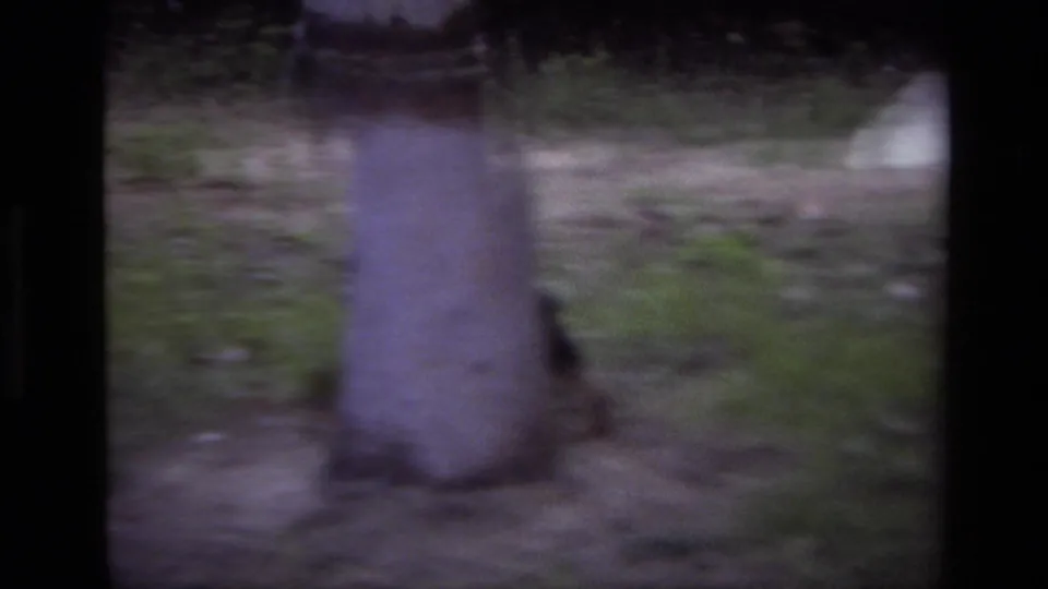 In 1979 Laguna Beach home-movie footage, a small dark dog moves near a tree trunk beside grass and sidewalk edges.