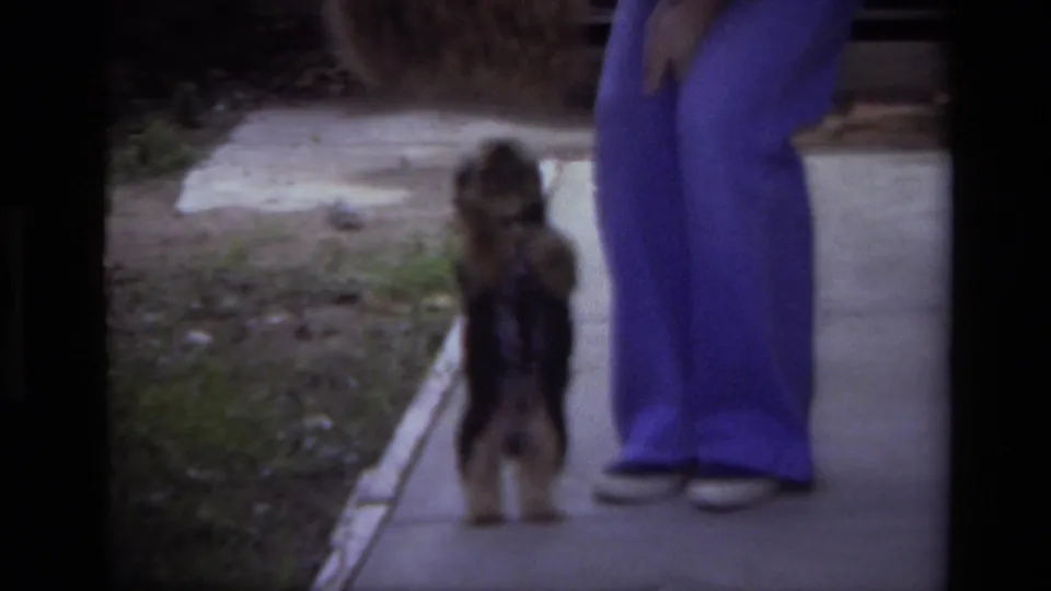 The small black and brown dog stands upright beside a woman in purple pants on a Laguna Beach sidewalk.