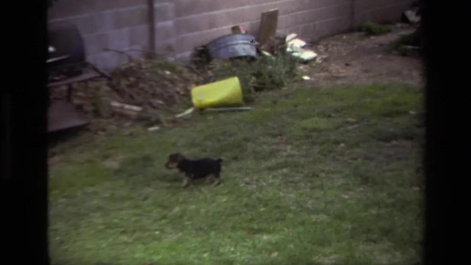 The puppy explores a grassy yard in the 1979 Laguna Beach clip, with a brick wall, yellow container, chair, and garden items visible.
