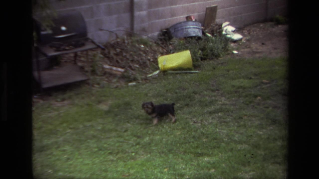 Small black puppy wanders through a grassy Laguna Beach backyard in 1979, with a block wall and yellow bucket behind it.