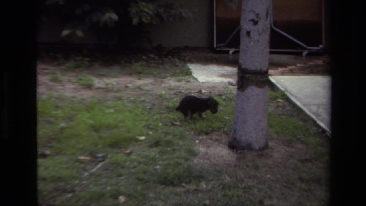 Small dark puppy near a tree trunk beside patchy grass and concrete.