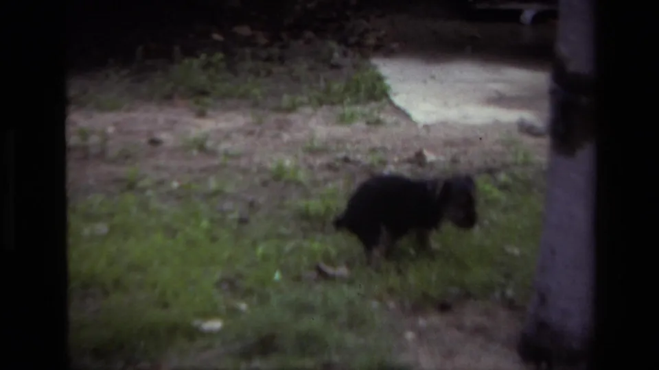 Blurred 8mm frame of the small puppy moving closer to the camera in the backyard near grass and a tree trunk.