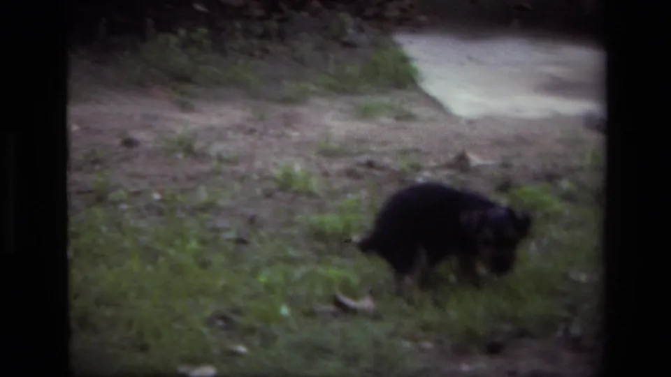 Small black puppy appears near the lower right of the frame in a 1979 Laguna Beach backyard beside grass and concrete.