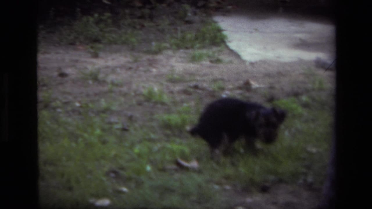 Small dark puppy explores a grassy yard in 1979 Laguna Beach home-movie footage, with dirt, leaves, and a pale path behind it.
