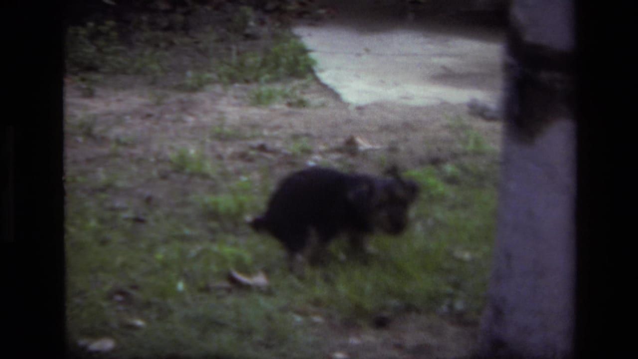 Dark puppy standing in grass near dirt and a pale path.