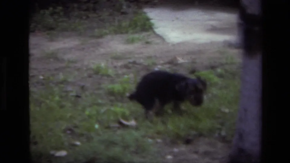 Small dark-furred puppy lowers its head while moving through grass in 1979 Laguna Beach 8mm home-movie footage.