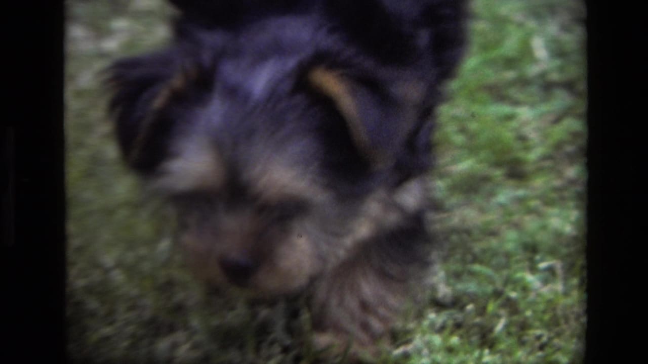 Small black and tan puppy in soft focus on grass.