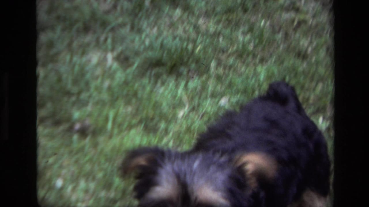 Small puppy partly cropped at the bottom of a grassy yard frame.