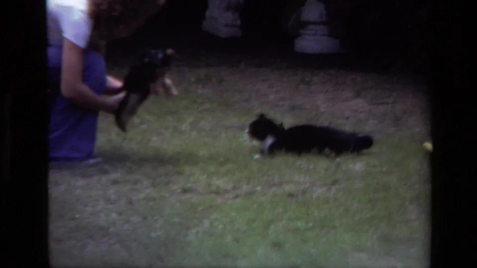 A woman in a white shirt and blue pants crouches beside the puppy as a black and white cat lies nearby on a Laguna Beach lawn.