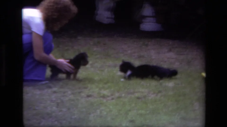 The woman reaches toward the small puppy while a black and white cat remains stretched out on the grass in the 1979 yard scene.