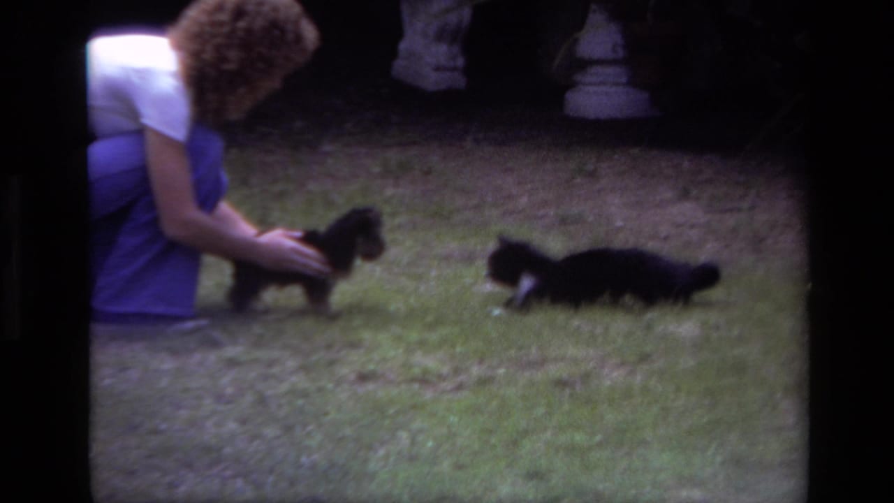 In a 1979 Laguna Beach backyard scene, a crouching woman steadies a small puppy while a black-and-white cat moves toward them.