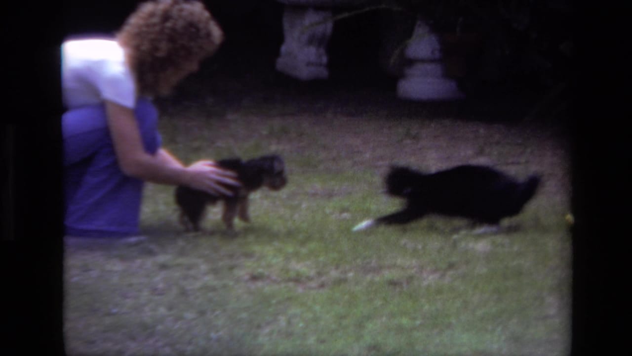 The puppy stays near the crouching woman as the black-and-white cat reacts low to the ground and moves quickly across the lawn.