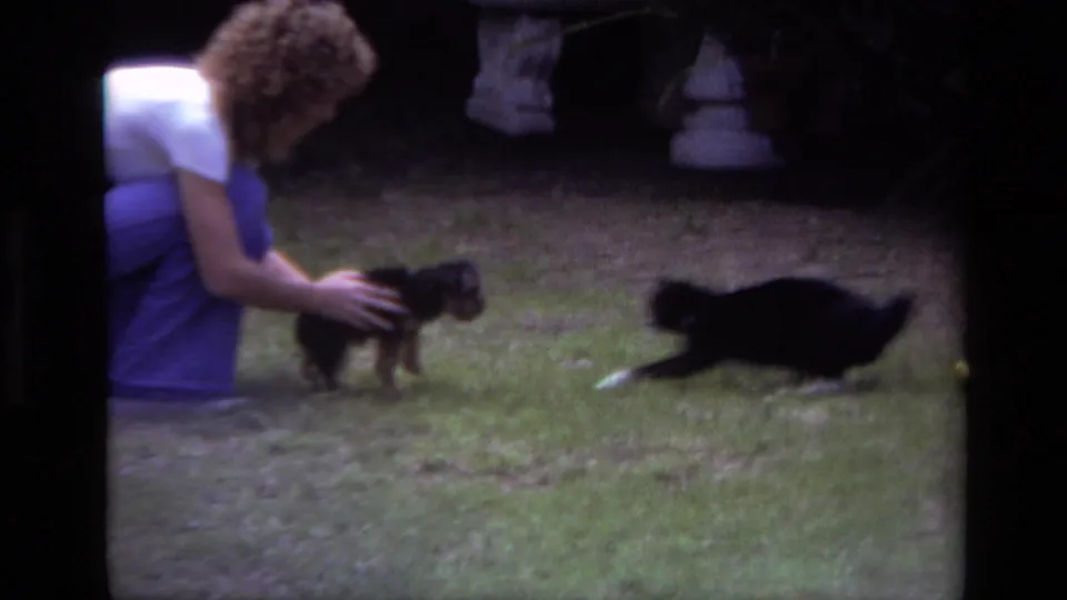 The puppy stays near the crouching woman as the black-and-white cat reacts low to the ground and moves quickly across the lawn.