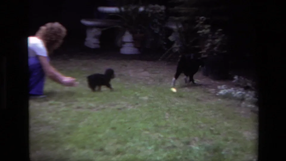 In the backyard, the cat runs away across the grass as the woman reaches toward the small puppy near the left edge of frame.