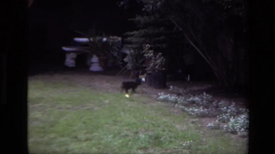 The small puppy remains on the lawn near the darker shrubs and garden border in the 1979 Laguna Beach home-movie footage.