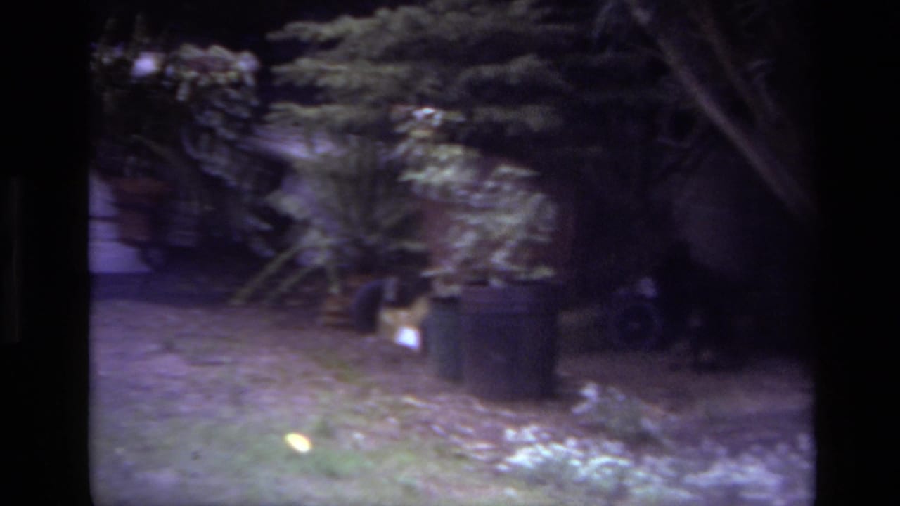 1979 Laguna Beach home-movie frame with lawn, shrubs, planters, and a small dark animal near the garden border.