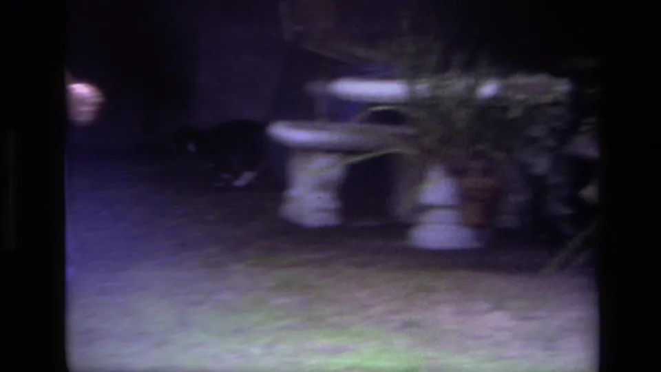 Handheld 1979 Laguna Beach frame showing a blurred patio, pale planters, shrubs, and a small dark animal moving through the yard.